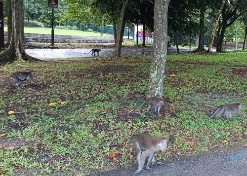 Monkeys at Woodlands Waterfront Park.